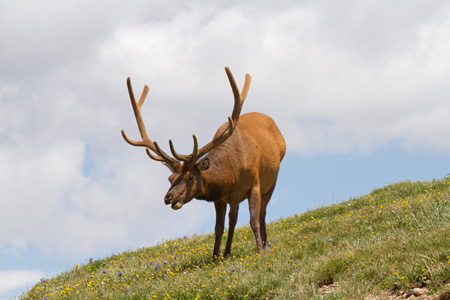 Rocky Mountain NP Cow Elk