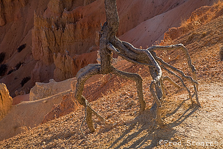 Bryce Canyon NP Sunset Point Tree Roots