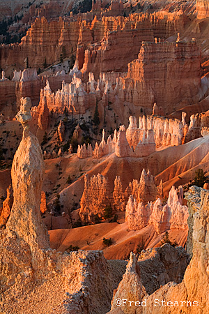 Bryce Canyon NP Sunset Point Rabbit Sunrise