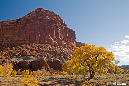 Capitol Reef National Park Cottonwoods