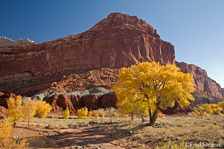 Capitol Reef National Park Cottonwoods