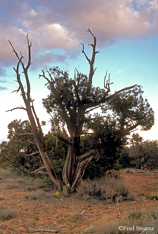 Colorado National Monument Juniper