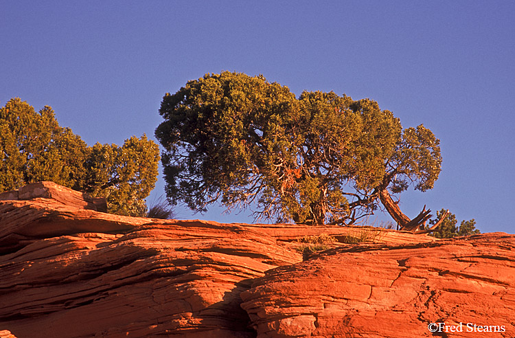 Colorado National Monument Juniper