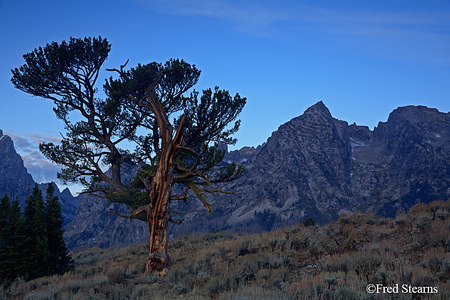 Grand Tetons NP Old Patriarch