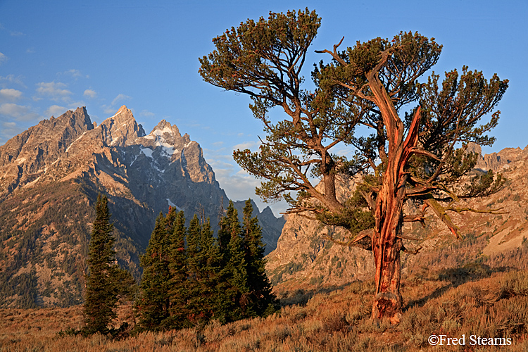 Grand Teton NP Old Patriarch