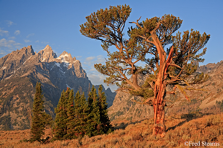 Grand Teton NP Old Patriarch