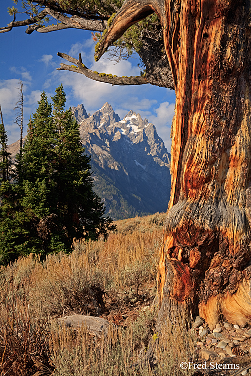 Grand Teton NP Old Patriarch