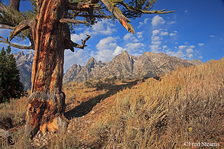 Grand Teton NP Old Patriarch