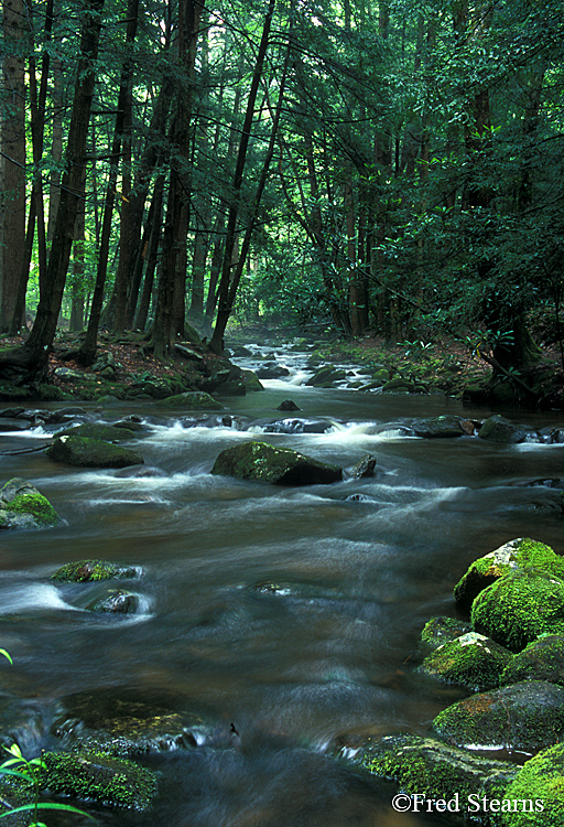 GSMNP Elkmont Jakes Creek