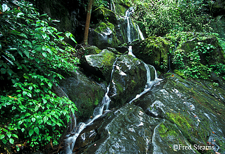 Great Smoky Mountain NP Roaring Fork