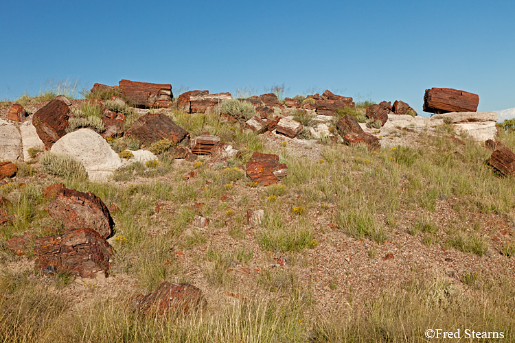 Petrified Forest National Park Jasper Forest