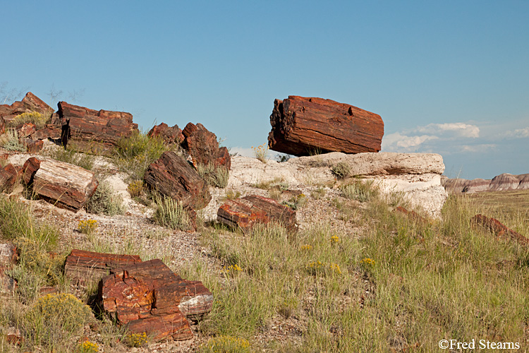 Petrified Forest National Park Rainbow Forest