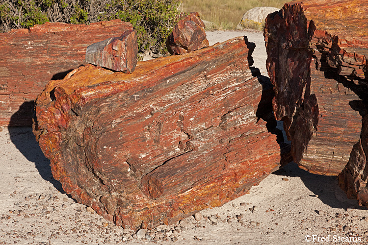 Petrified Forest National Park Rainbow Forest