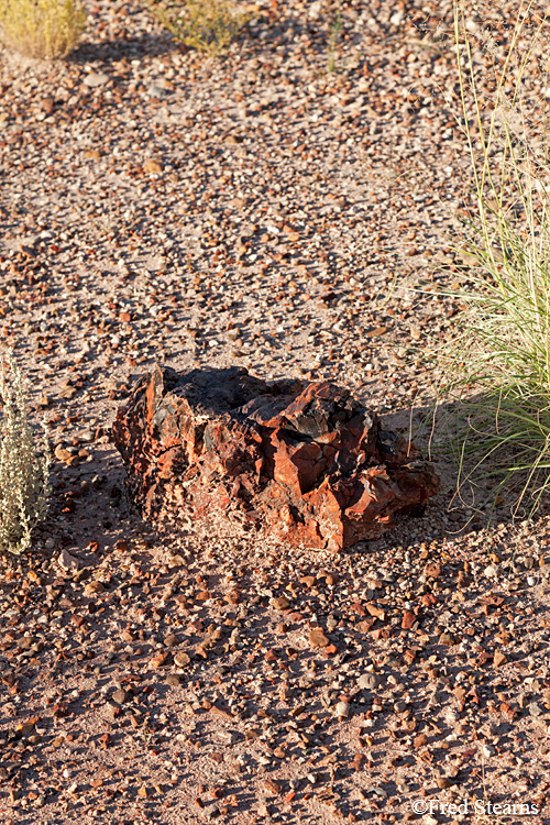 Petrified Forest National Park Rainbow Forest