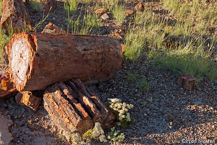 Petrified Forest National Park Rainbow Forest