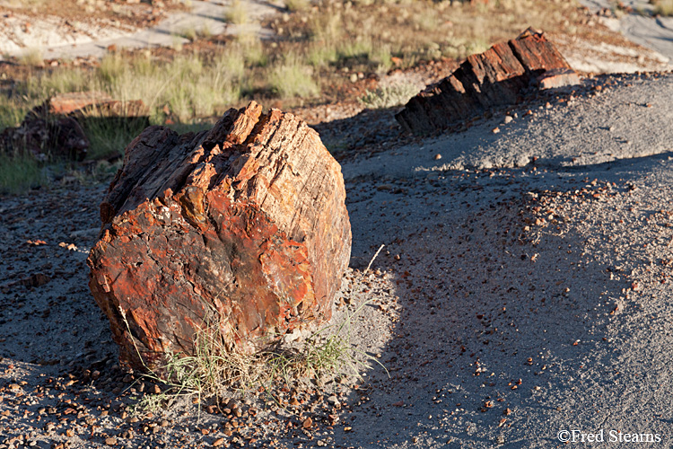 Petrified Forest National Park Rainbow Forest