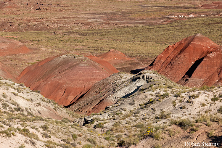 Petrified Forest National Park Painted Desert