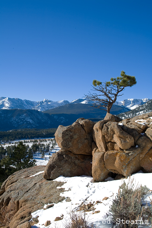 Rocky Mountain NP Pine Tree