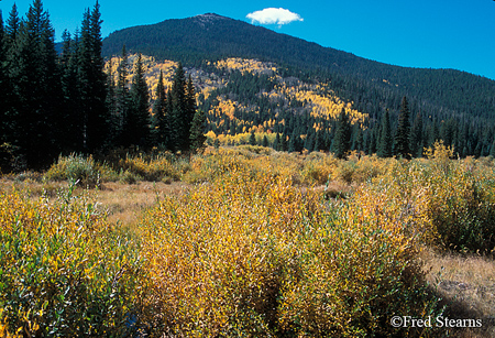 Rocky Mountain NP Willows and Aspen