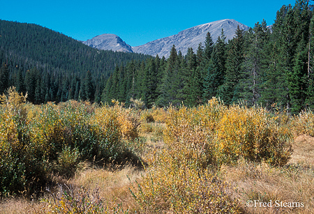 Rocky Mountain NP Willows