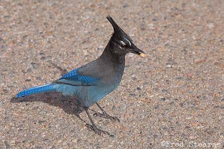 Rocky Mountain NP Stellars Jay