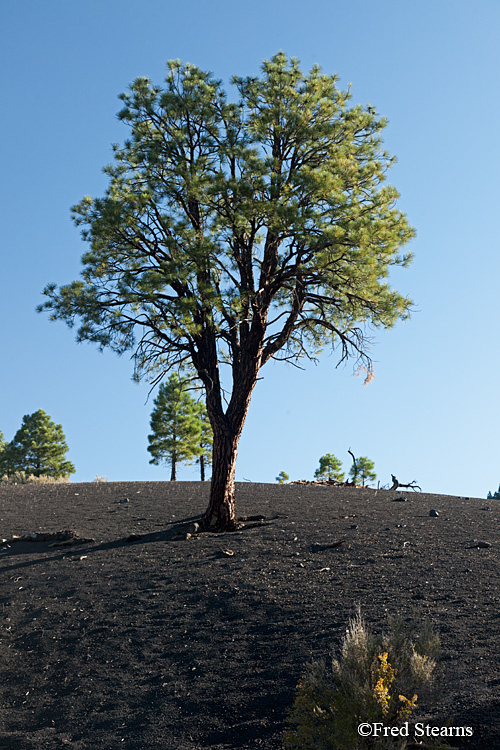 Sunset Crater Volcano National Monument Lava Flow Trail