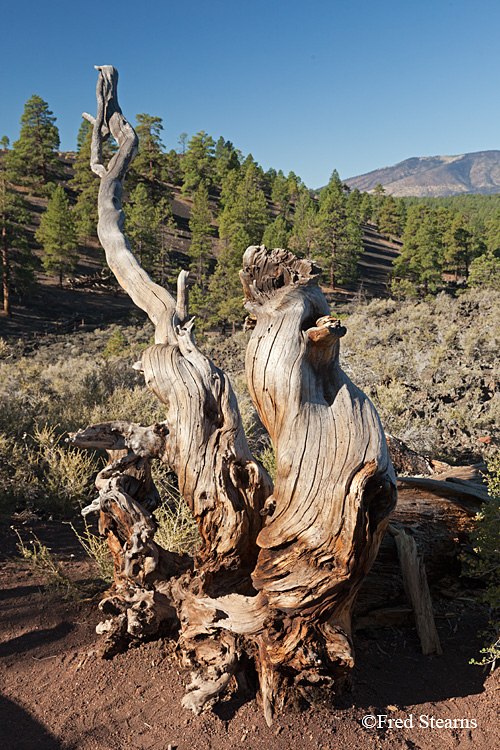 Sunset Crater Volcano National Monument Lava Flow Trail