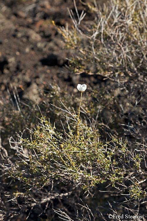 Sunset Crater Volcano National Monument Lava Flow Trail