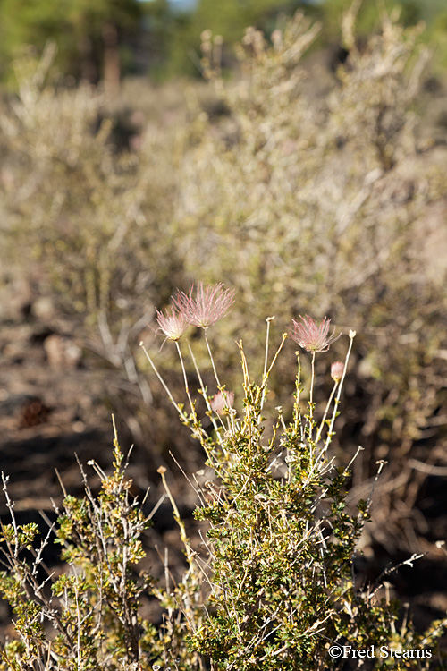 Sunset Crater Volcano National Monument Lava Flow Trail