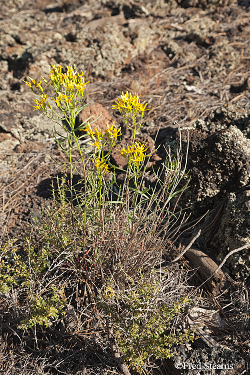 Sunset Crater Volcano National Monument Lava Flow Trail