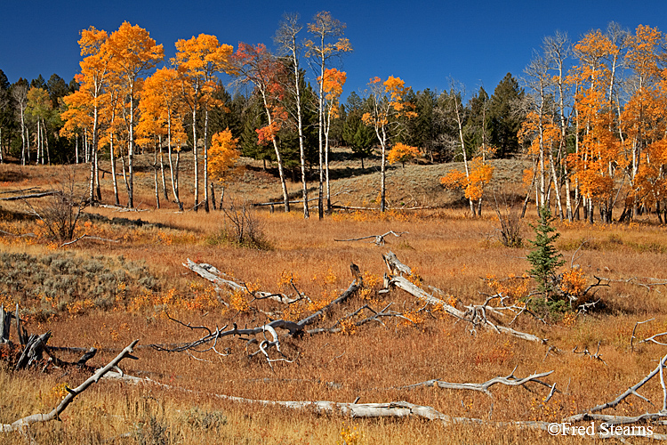 Yellowstone NP Black Tail Buttes