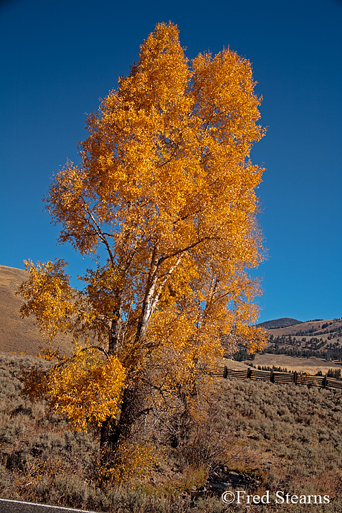 Yellowstone NP Lamar Valley