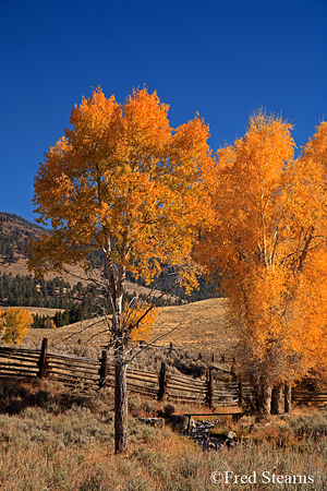 Yellowstone NP Lamar Valley