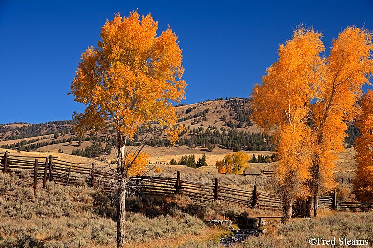 Yellowstone NP Lamar Valley