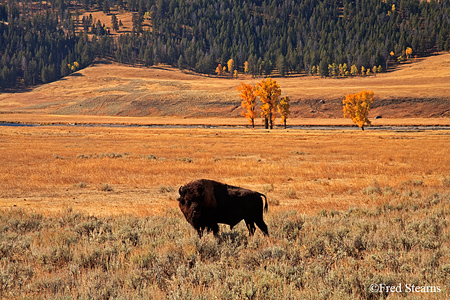 Yellowstone NP Lamar Valley