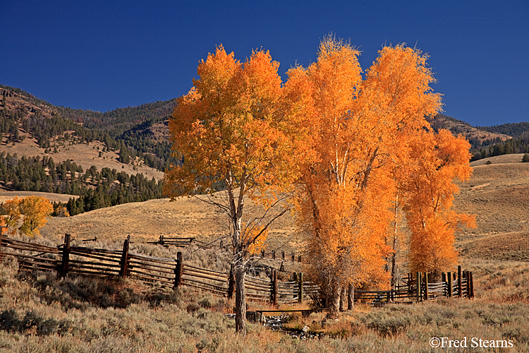 Yellowstone NP Lamar Valley