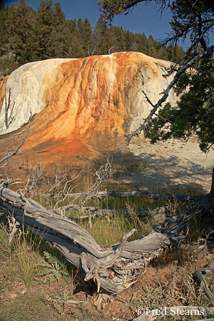 Yellowstone NP Mammoth Hot Springs