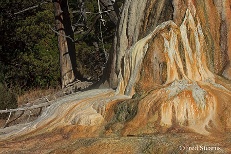 Yellowstone NP Mammoth Hot Springs