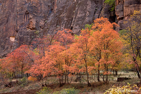 Zion NP Angels Landing Fall Color