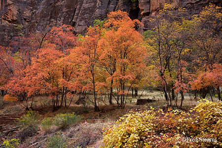 Zion NP Angels Landing Fall Color