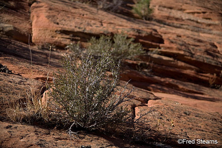 Zion National Park, Checkerboard Mesa