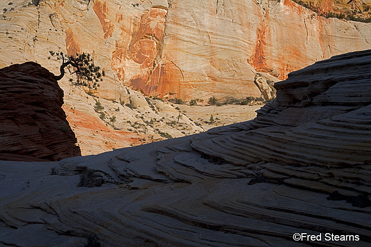 Zion National Park, Pine Tree