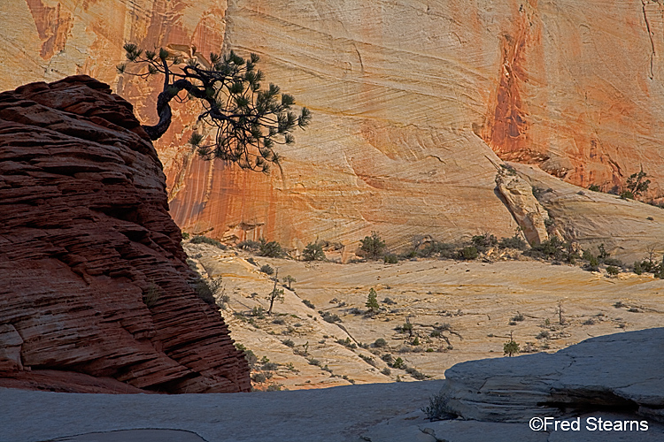 Zion National Park, Pine Tree