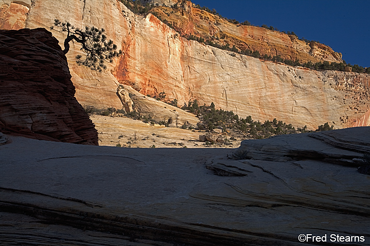 Zion National Park, Pine Tree