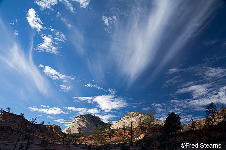 Zion National Park, Pine Tree