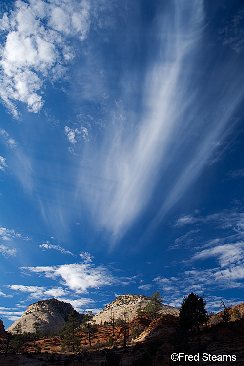 Zion National Park, Pine Tree