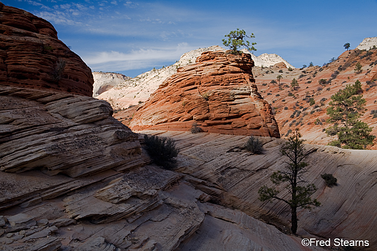 Zion National Park, Pine Tree