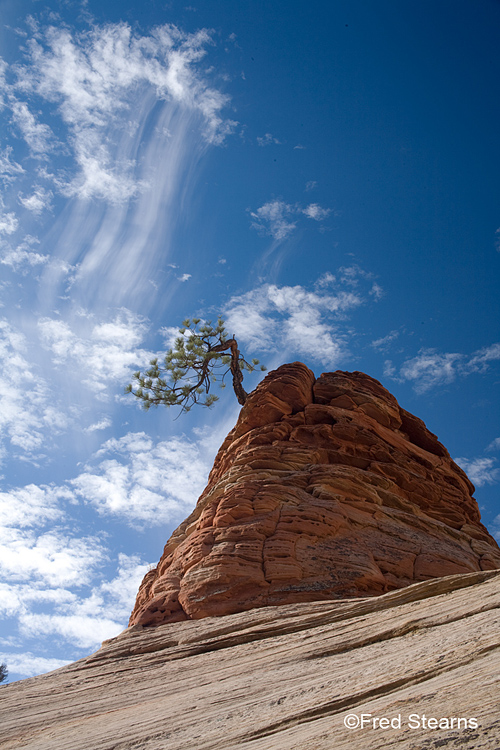 Zion National Park, Pine Tree