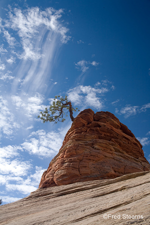 Zion NP icon Pine Tree