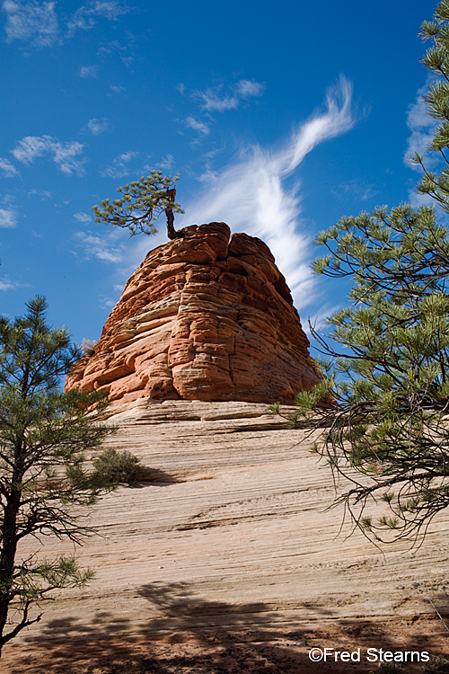 Zion National Park, Pine Tree